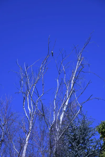 DSC_0708 (Large).JPG